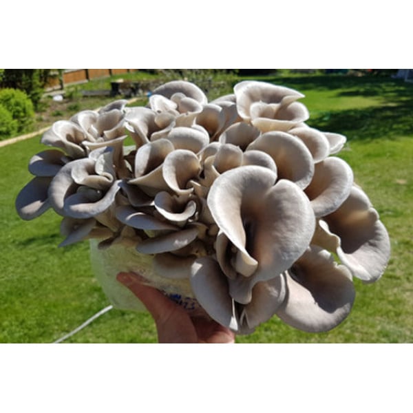 Tan oyster Fruiting