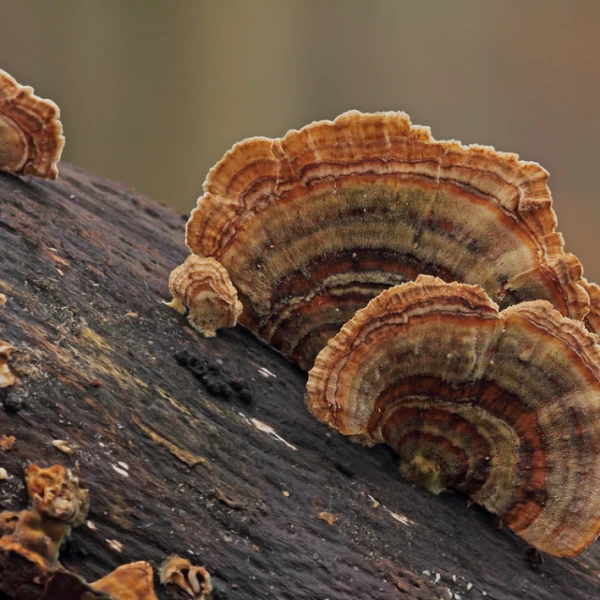 Turkey Tail (Trametes versicolor Polyporales) Medicinal