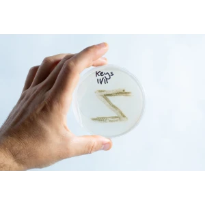 Agar petri dish MEA School Science Fun Project - Contaminated plate