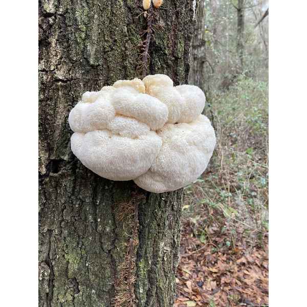 Lions mane Claw Hericium erinaceus