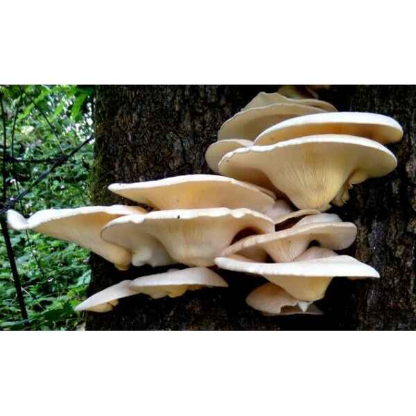 Pleurotus-sajor-caju