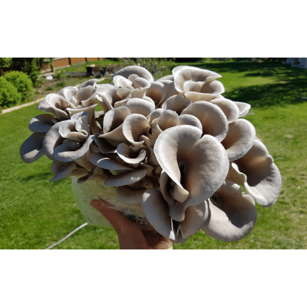 Photo Showing Tan Oyster Mushroom Growing
