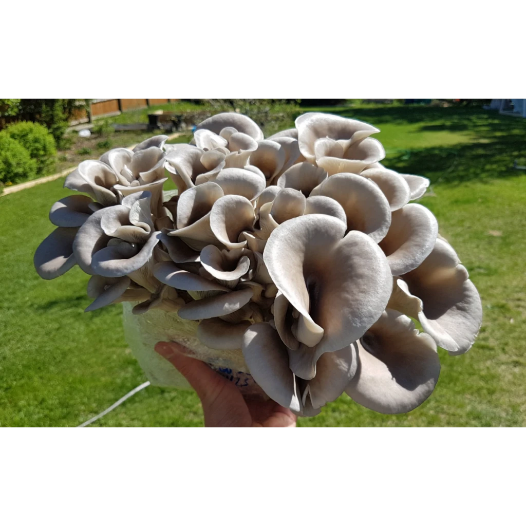 Photo Showing Tan Oyster Mushroom Growing