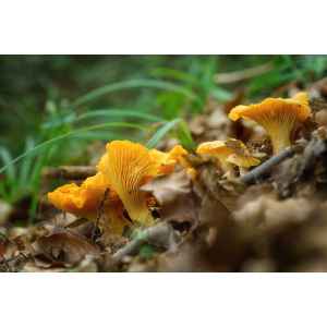 Golden Chanterelle