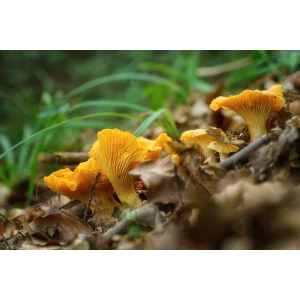 Golden Chanterelle