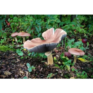 wine cap mushroom stock