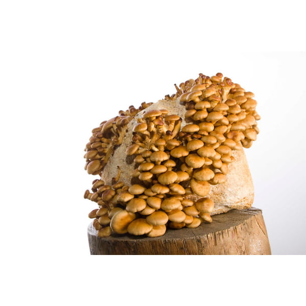 Photo Showing Nameko (Pholiota microspora) Fruiting