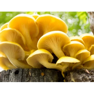 Photo showing Yellow Oyster mushroom Fruiting