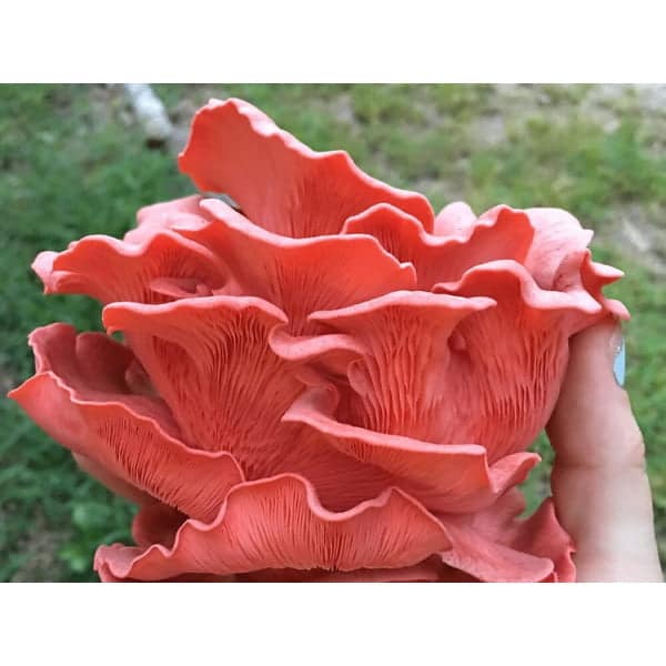 Photo Showing Pink Oyster Mushroom Fruiting