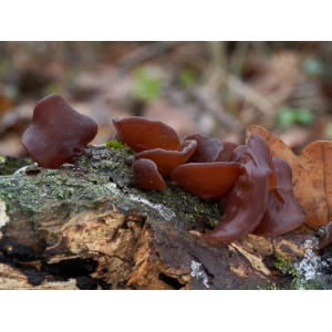 Photo Showing Wood Ear Mushroom on a tree