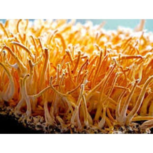 Photo Showing Cordyceps Militaris Mushroom Growing