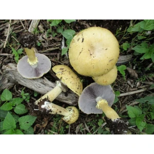 Photo Showing Golden Wine Cap Mushroom Fruiting on the Ground