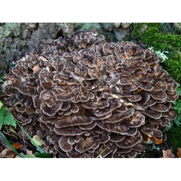 Photo Showing Maitake Mushroom Growing