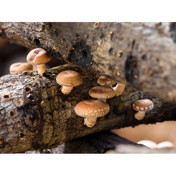 Photo Showing Shiitake 5000 Mushroom Growing on a tree