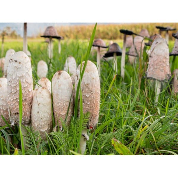 Photo Showing Shaggy Mane Mushroom Growing on Ground