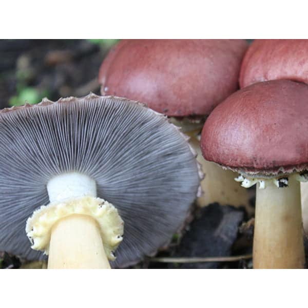 Photo Showing Wine Cap Mushroom Fruiting