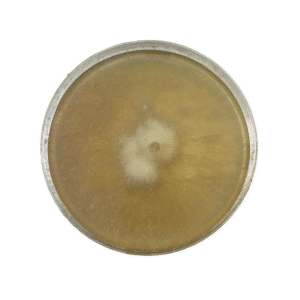 Colonised mushroom mycelium on agar plates in Species Australian Morels