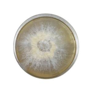 Colonised mushroom mycelium on agar plates in Species Black King Oyster