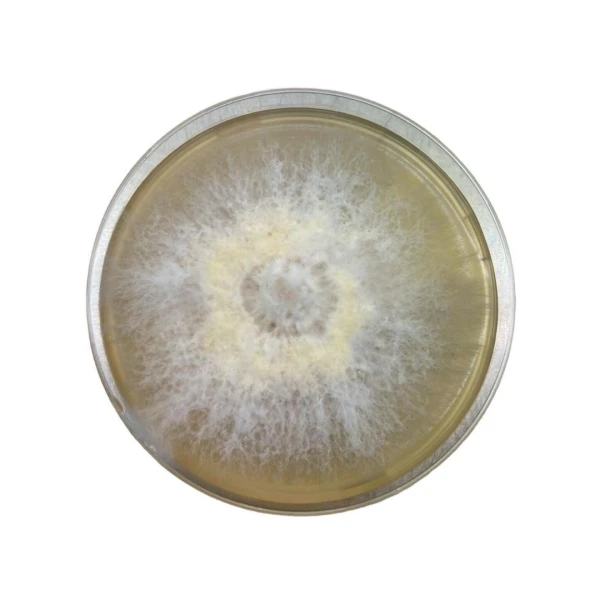 Colonised mushroom mycelium on agar plates in Species Black King Oyster