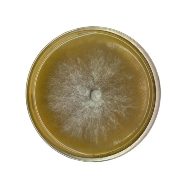 Colonised mushroom mycelium on agar plates LM Beard