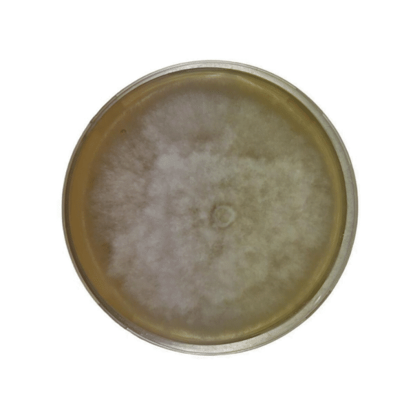 Colonised mushroom mycelium on agar plates Maitake