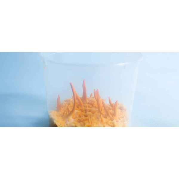 Cordyceps fruiting in the container