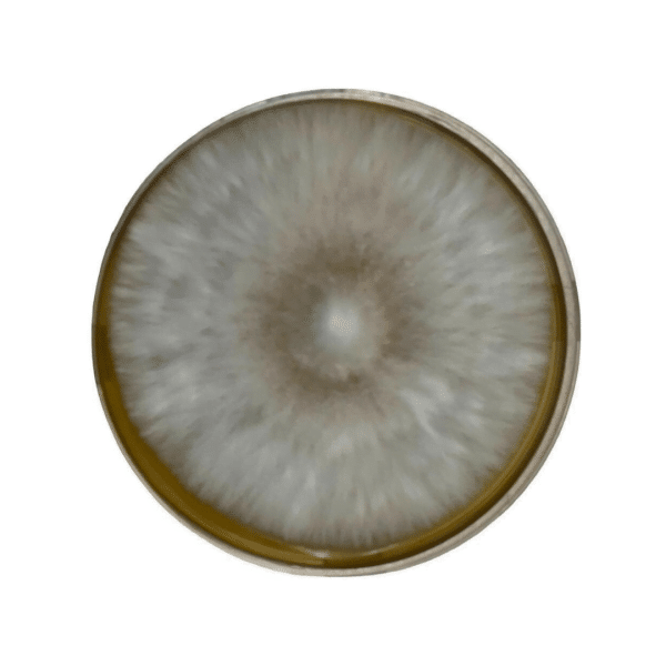 Colonised mushroom mycelium on agar plates Pearl Giant