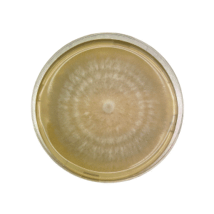 Colonised mushroom mycelium on agar plates Shiitake 3782