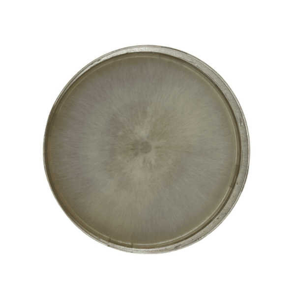 Colonised mushroom mycelium on agar plates Swordbelt