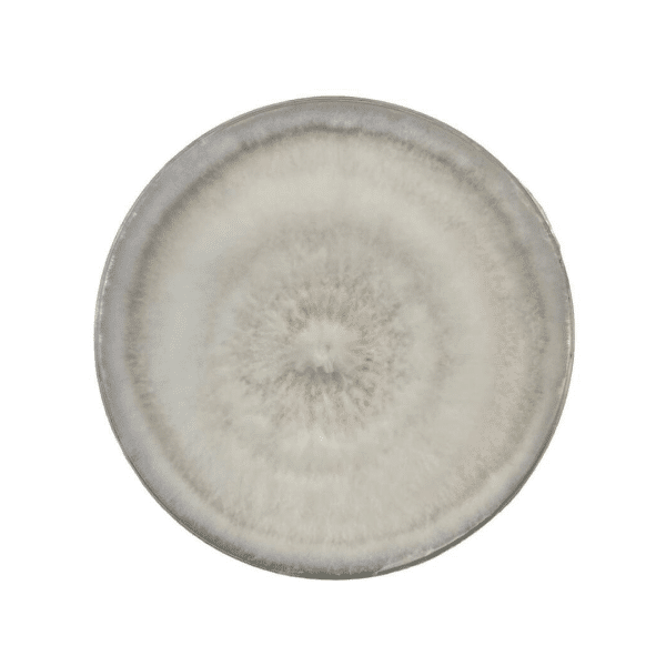 Colonised mushroom mycelium on agar plates White Elm