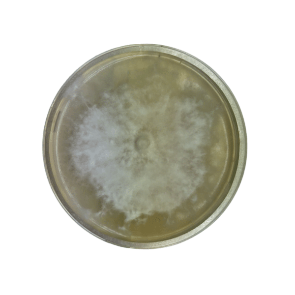 Colonised mushroom mycelium on agar plates Wine Cap