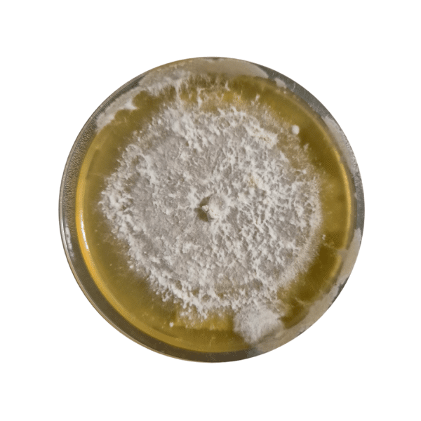 Colonised mushroom mycelium on agar plates in Species Coral Tooth