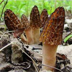 Black Morel (Morchella angusticeps)