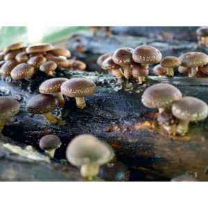 Shiitake mushrooms growing on logs.