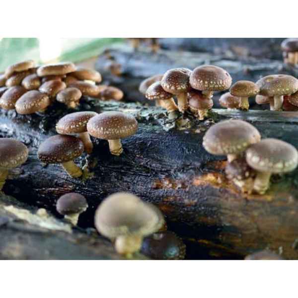 Shiitake mushrooms growing on logs.