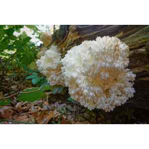 Coral-Tooth-Hericium-Coralloides