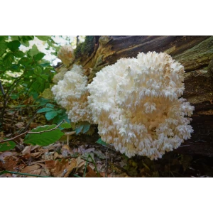 Coral-Tooth-Hericium-Coralloides