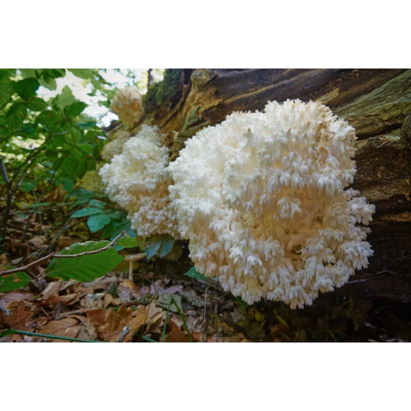 Coral-Tooth-Hericium-Coralloides