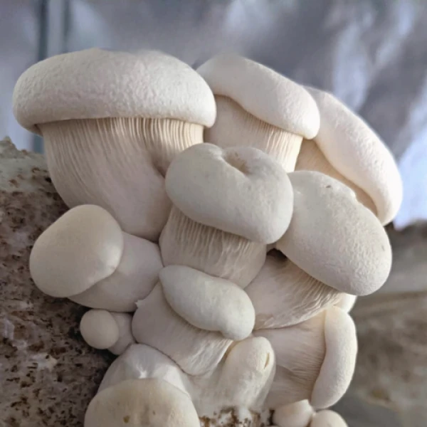 White Elf mushroom-Pleurotus nebrodensis