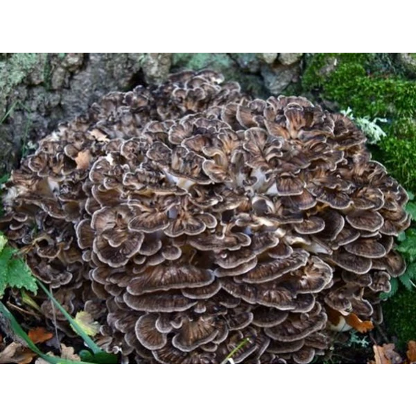 Maitake