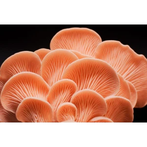 Pink Oyster mushroom