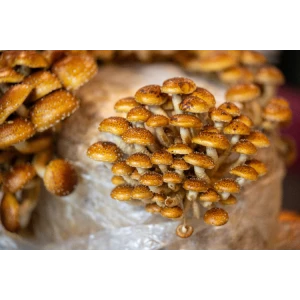 Pholiota adiposa, chestnut mushroom, scaly flame cap