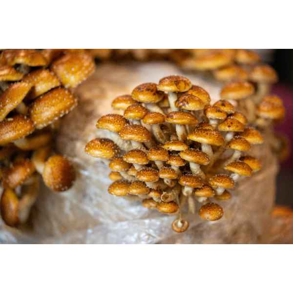 Pholiota adiposa, chestnut mushroom, scaly flame cap