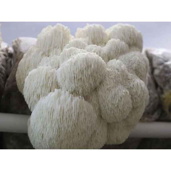 lions pride hericium erinaceous