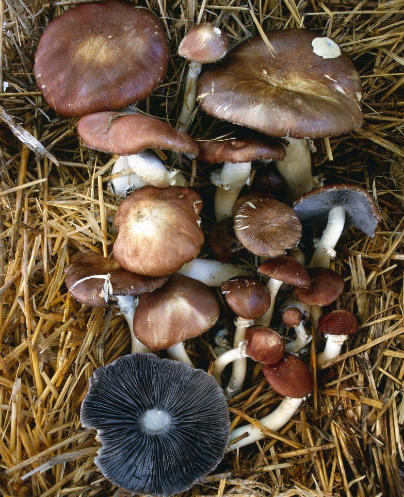 Stropharia rugosoannulata, Wine cap mushroom on straw bale