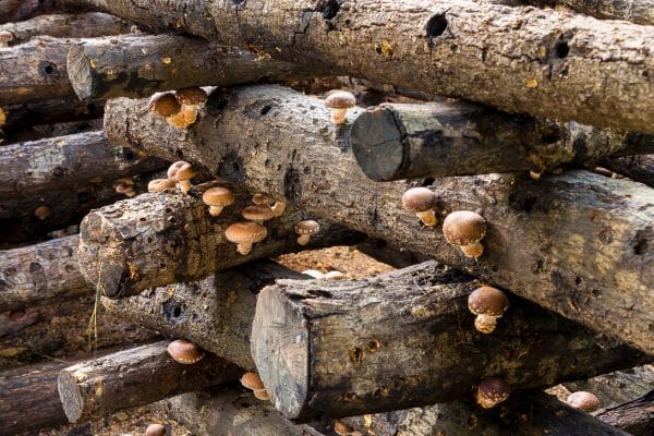 Shiitake growing on stack of logs