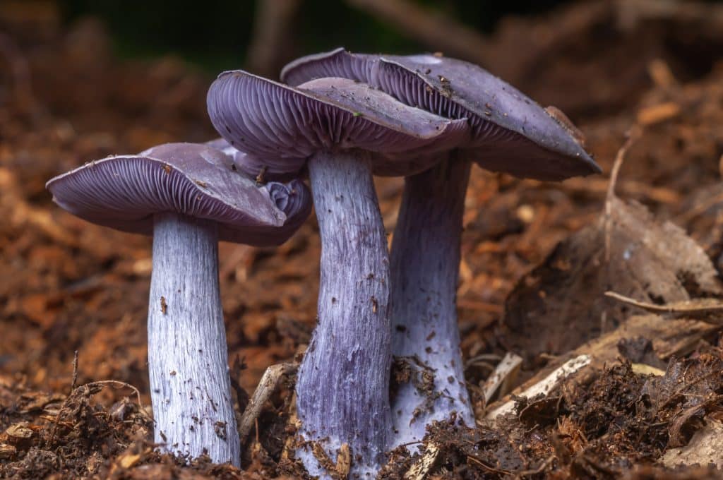 Wood blewit Clitocybe nuda formerly known as Lepista nuda