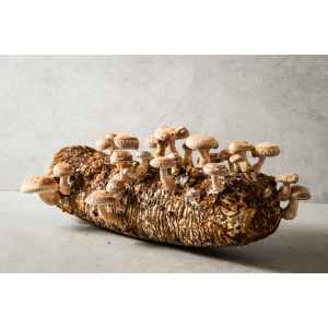 Straw Shiitake