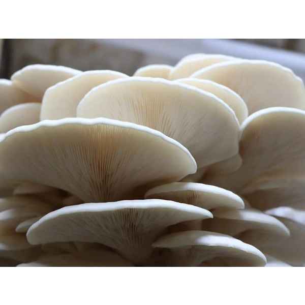 warm white oyster pleurotus ostreatus home grown australia mycology rootlab mushroom