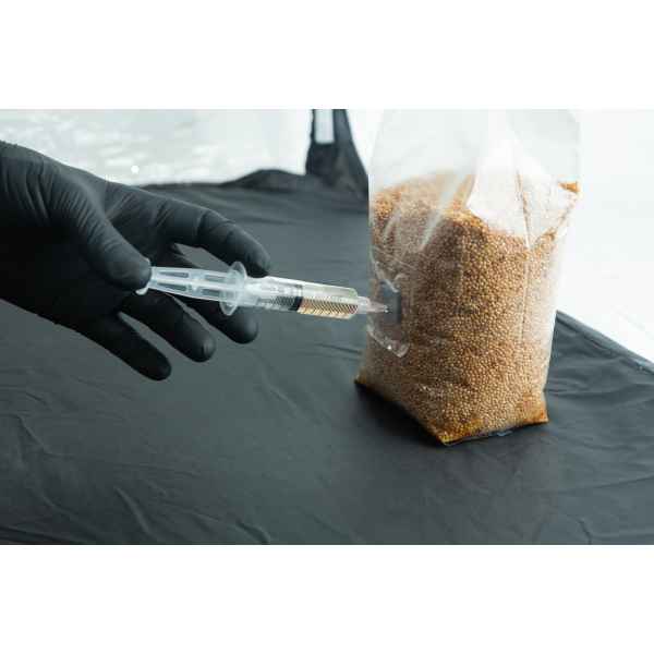 Inoculating a grain bag inside a still air box